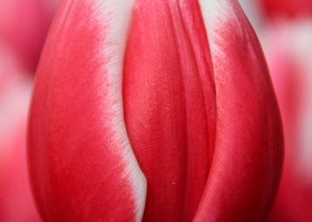 Tulipa Universum ® (3)